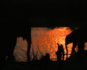 Elephants at Nehimba ar sunset by Jeannée Sacken