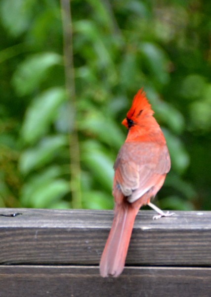Cardinal - Show Your Colors