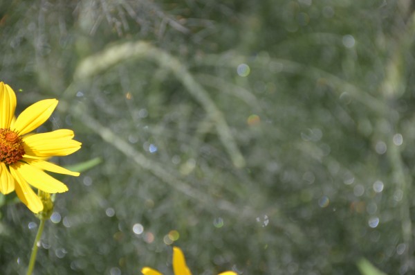Summer Flower with Sparkling Dew on Dill Summer Flower with Sparkling Dew on Dill