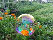 On The Impossible Beauty Of Fragility